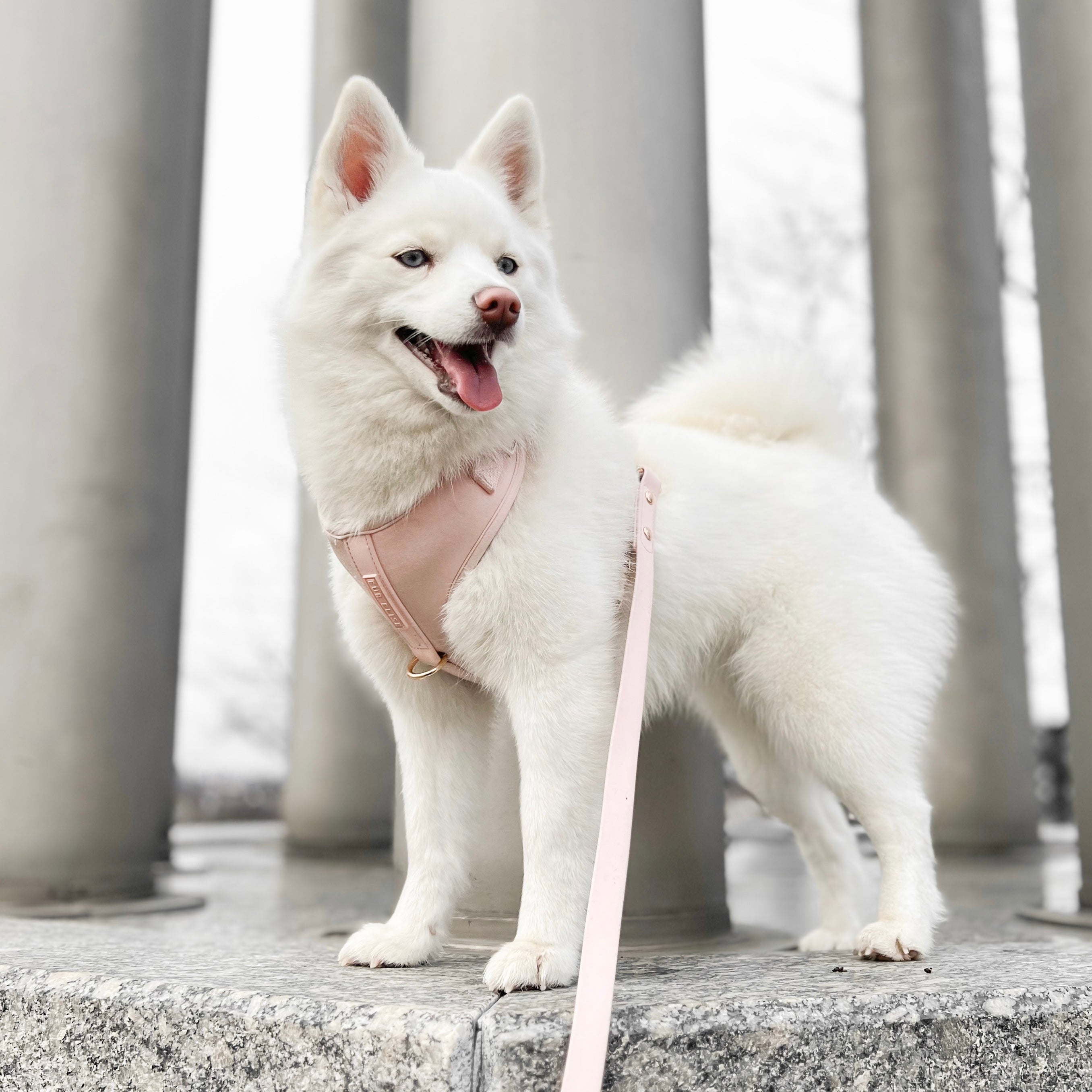 Elise Harness & Leash Set - Rose
