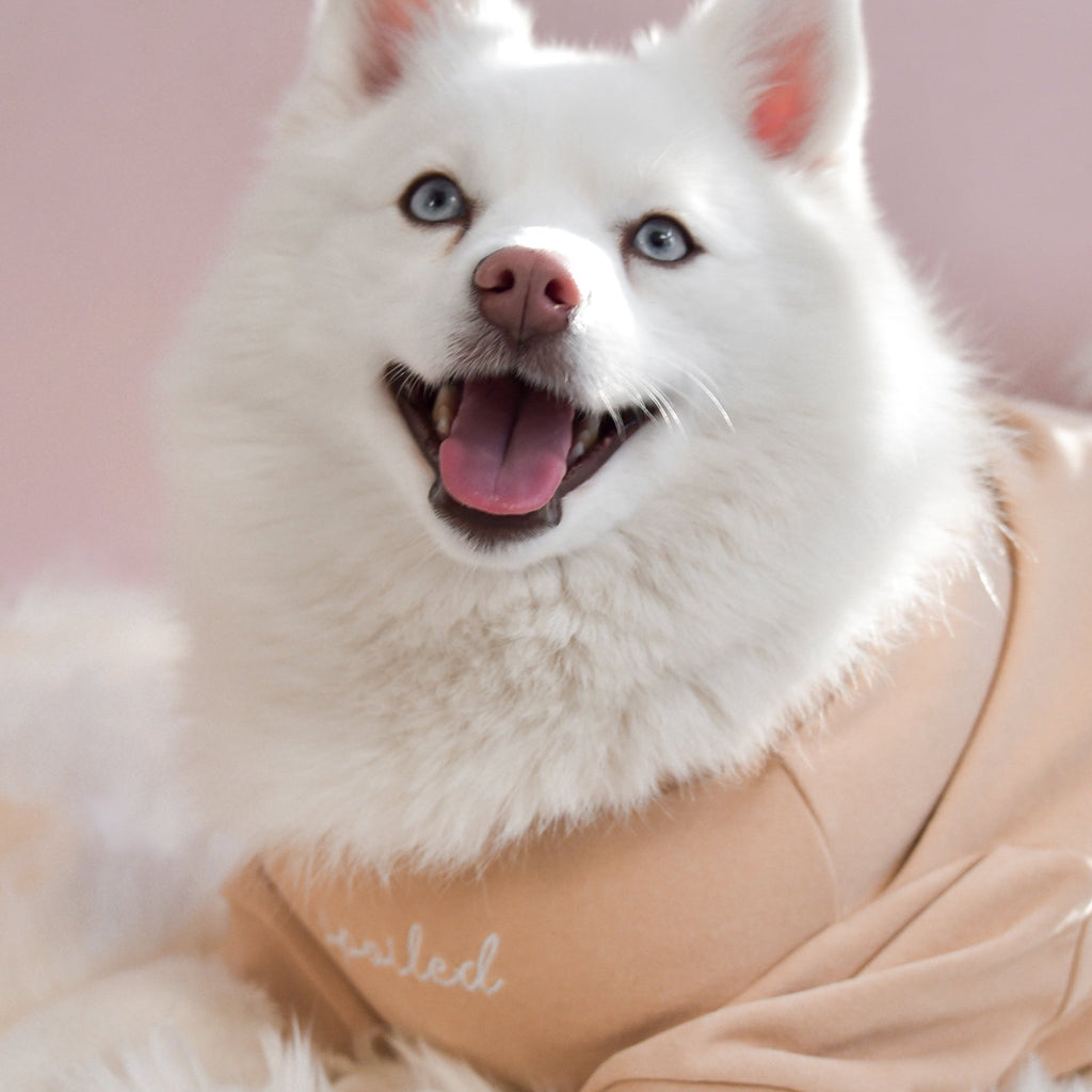 Fur Elise Spoiled Mock Neck Shirt - Latte