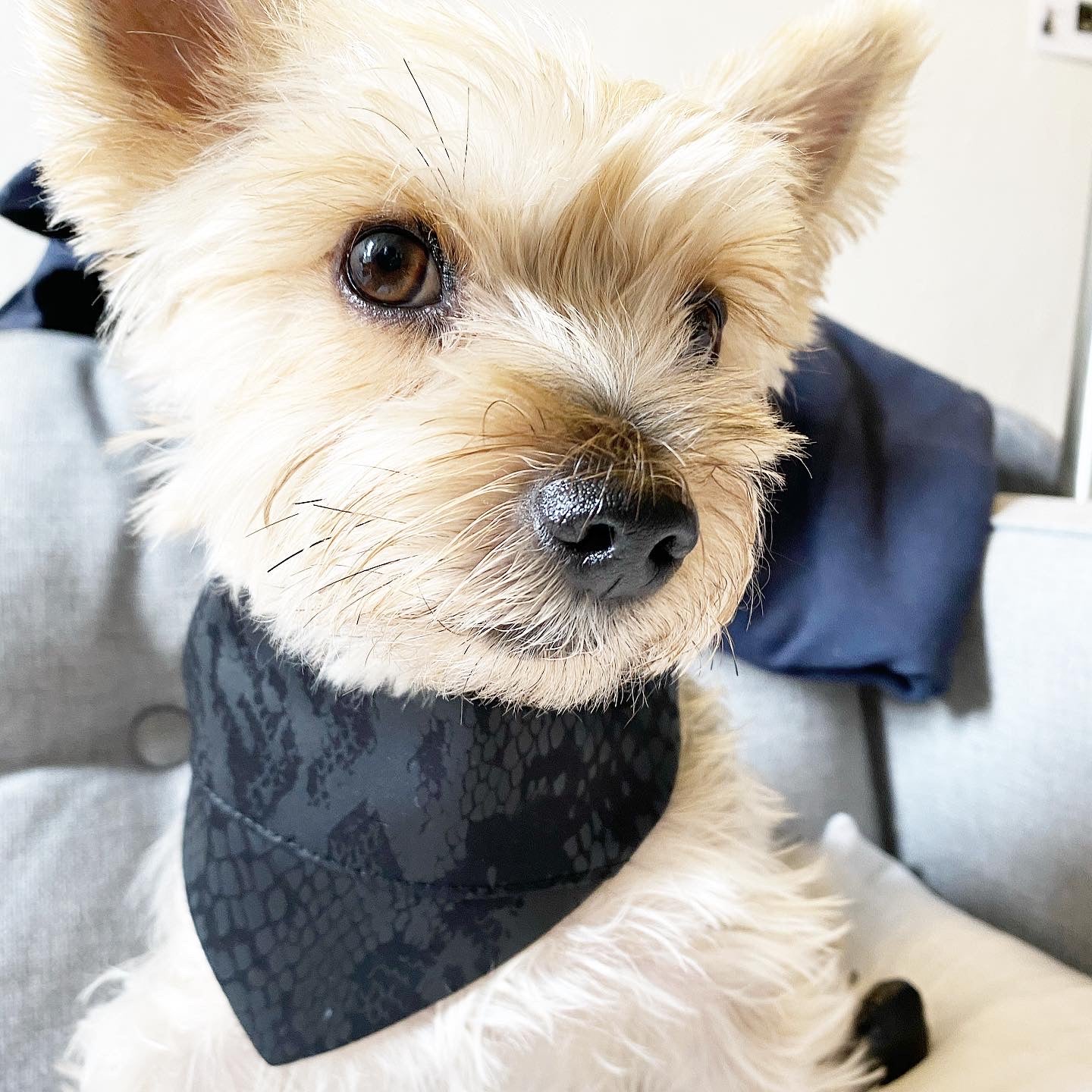 'Andy' Reversible Pet Bandana