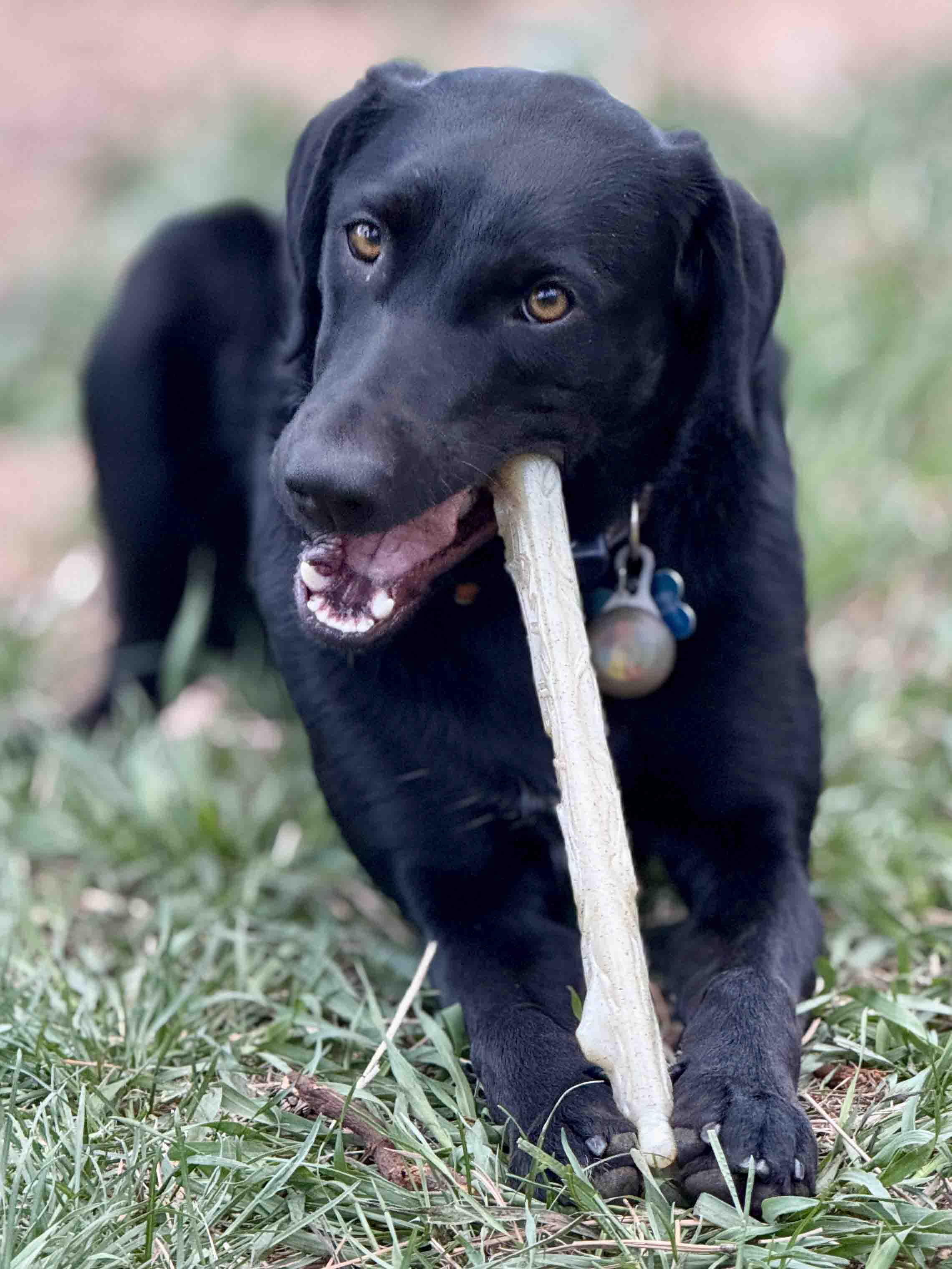 Durable Nylon Chew Stick for Power Chewers | Indestructible Dog Toy USA