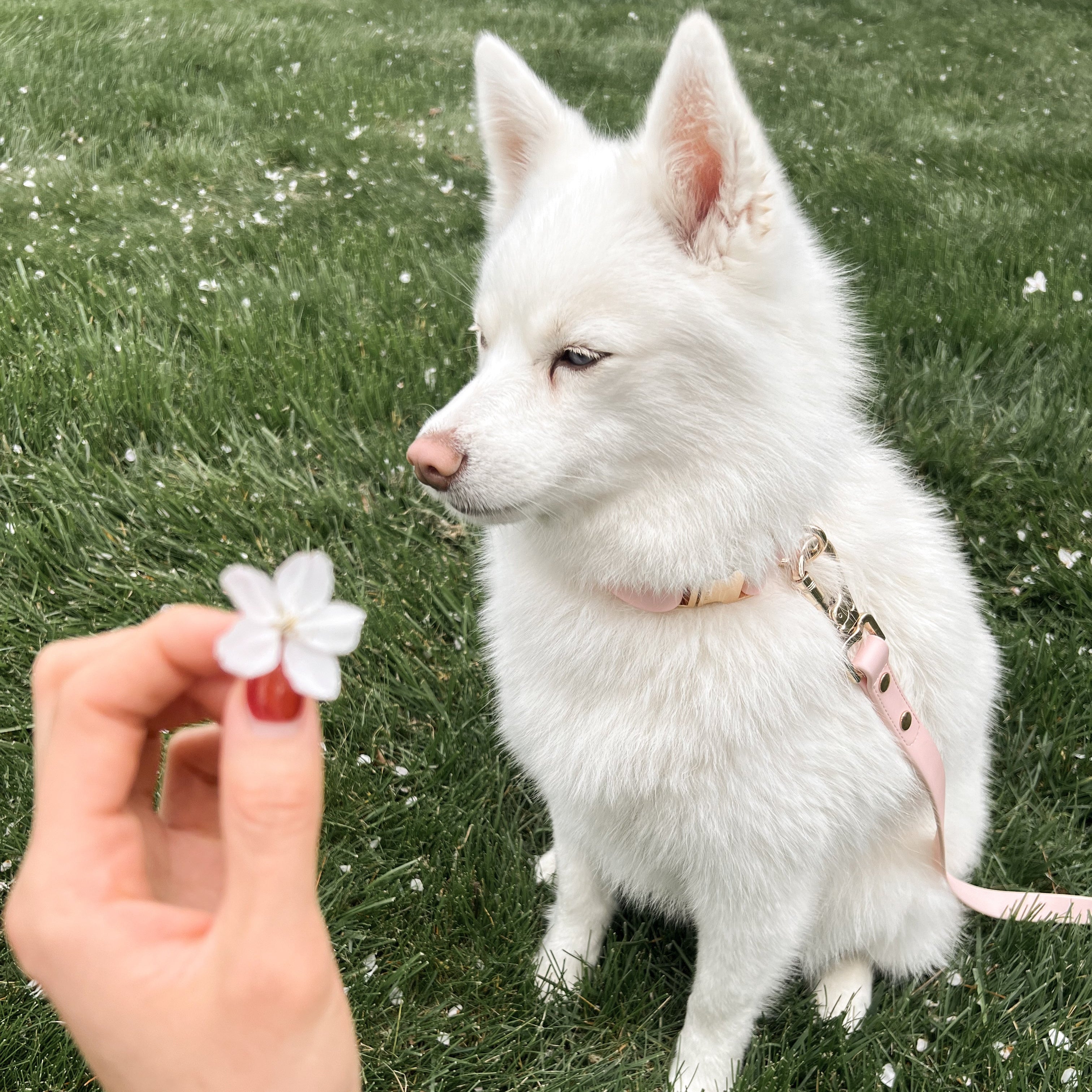 Elise Collar - Rose